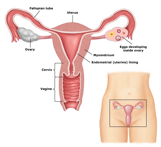 Gynaecology-Oncology - gynaecological procedure