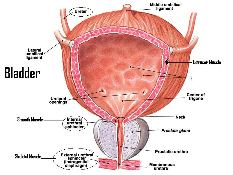Uro Gynaecology - gynaecological laparoscopic procedure
