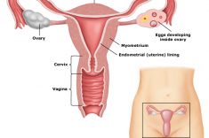 Female_anatomy_PI Female_anatomy_PI